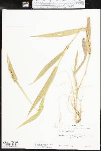 Urochloa texana image