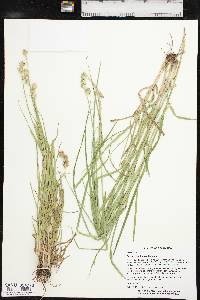 Carex tetrastachya image