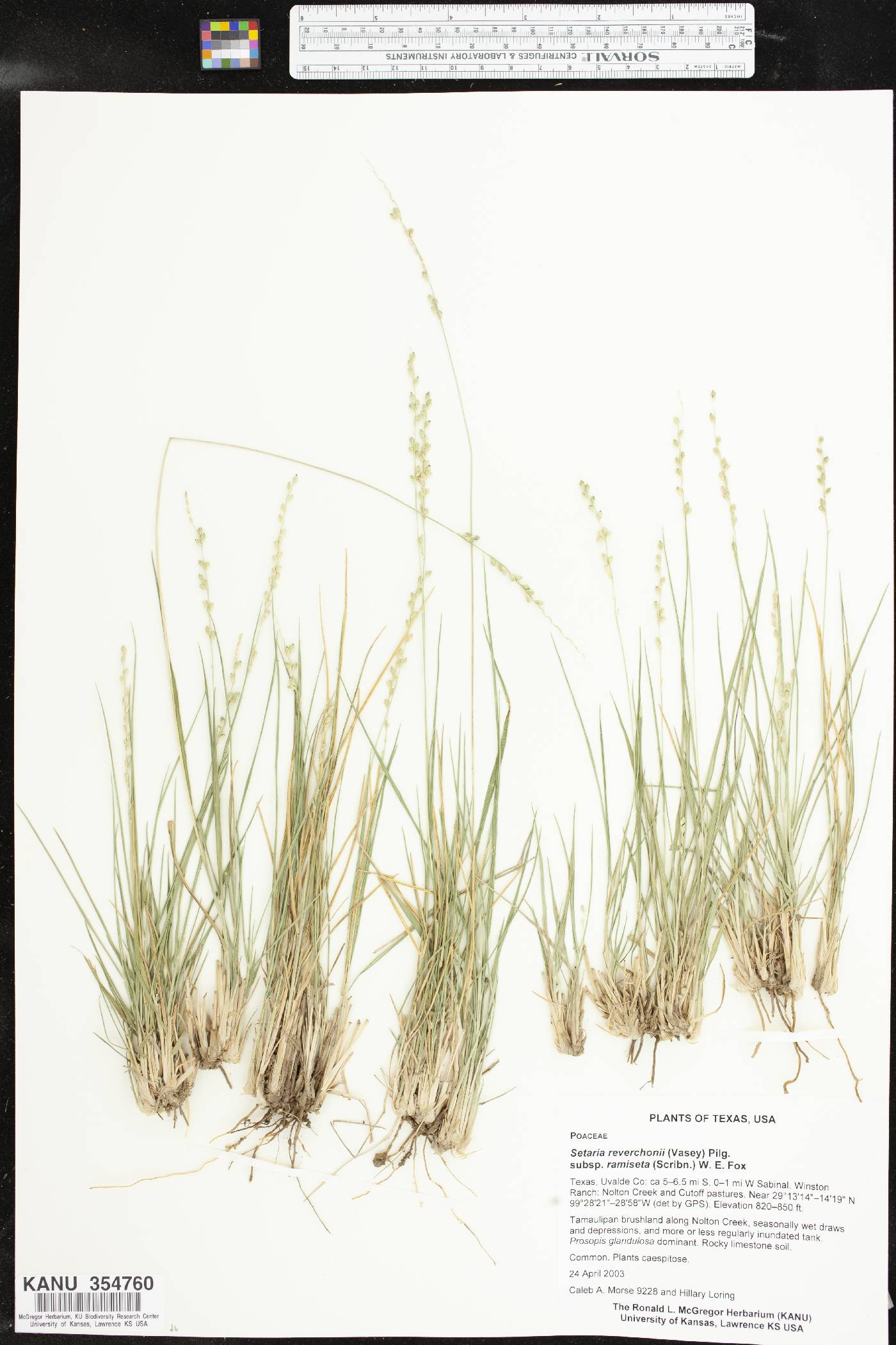 Setaria reverchonii subsp. ramiseta image