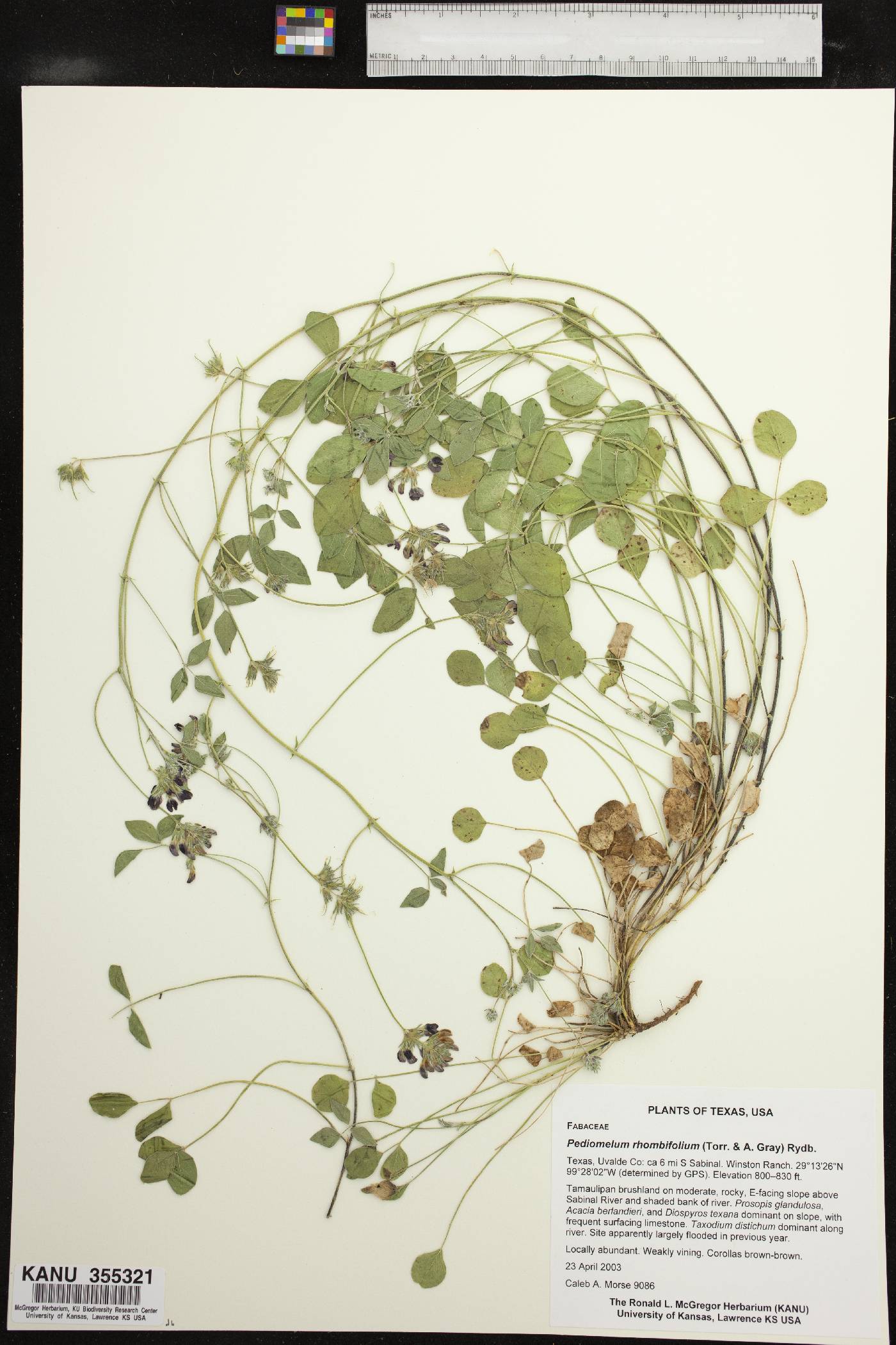 Pediomelum rhombifolium image
