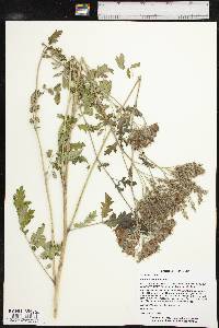 Phacelia congesta image