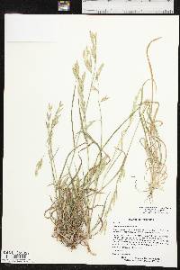 Bromus catharticus var. catharticus image