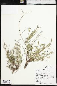 Galphimia angustifolia image