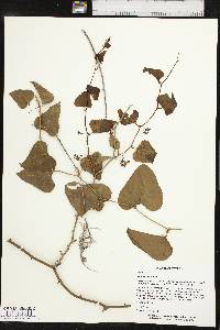 Smilax bona-nox image