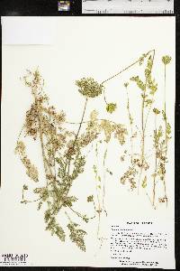 Daucus pusillus image