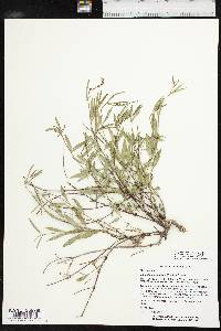 Galphimia angustifolia image