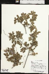 Diospyros texana image