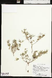 Geranium texanum image