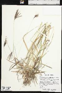 Bothriochloa ischaemum image