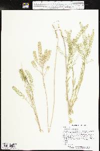 Lepidium austrinum image