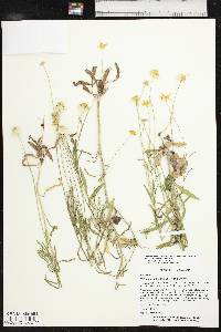 Tetraneuris linearifolia image