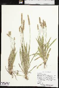 Plantago patagonica image