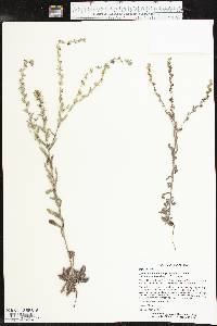 Lappula occidentalis var. occidentalis image