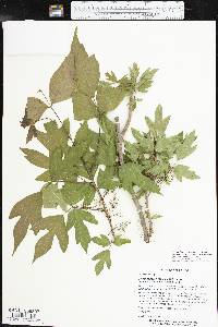 Toxicodendron radicans subsp. verrucosum image