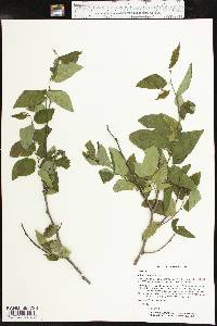 Celtis reticulata image