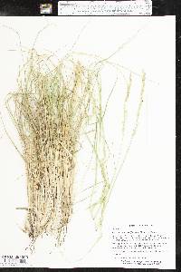 Eriochloa sericea image