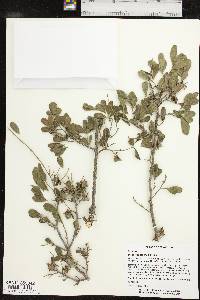 Diospyros texana image