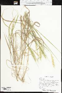 Elymus macgregorii image