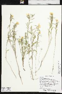 Oenothera capillifolia image