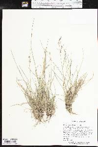 Tridens texanus image