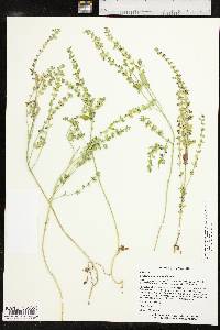 Scutellaria drummondii var. edwardsiana image