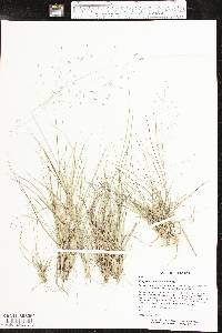 Eragrostis intermedia image