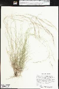 Aristida purpurea var. nealleyi image