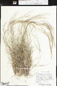 Aristida purpurea var. nealleyi image