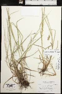 Carex austrina image