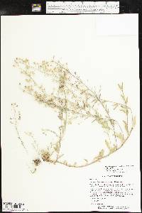 Physaria argyraea subsp. argyraea image