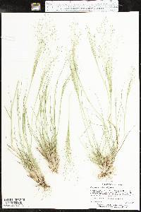 Eragrostis capillaris image