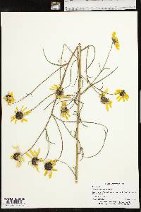 Helianthus angustifolius image