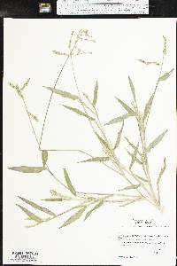 Urochloa platyphylla image