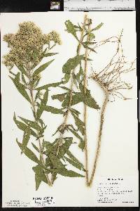 Eupatorium altissimum image