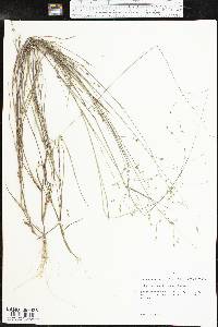 Kellochloa brachyantha image