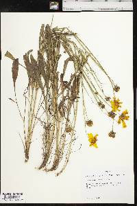 Coreopsis lanceolata image