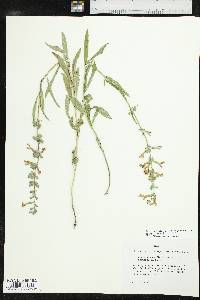 Salvia azurea var. grandiflora image