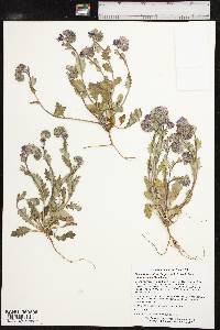 Phacelia strictiflora var. lundelliana image