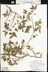 Celtis reticulata image