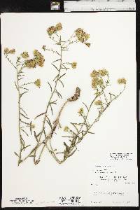 Brickellia eupatorioides var. texana image