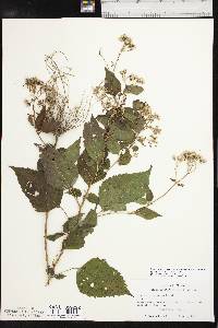 Ageratina altissima var. altissima image