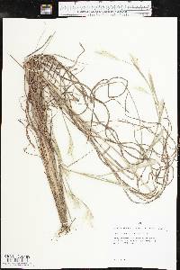Andropogon ternarius image