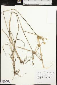 Cyperus retrorsus var. retrorsus image