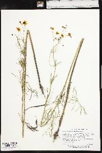 Coreopsis tinctoria var. tinctoria image