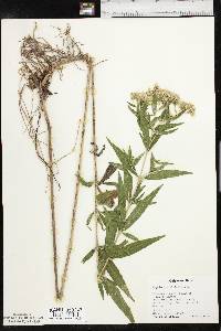 Eupatorium altissimum image