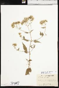 Ageratina altissima var. altissima image