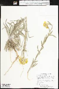 Erysimum asperum image