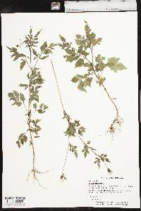 Bidens bipinnata image