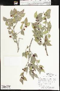 Celtis reticulata image