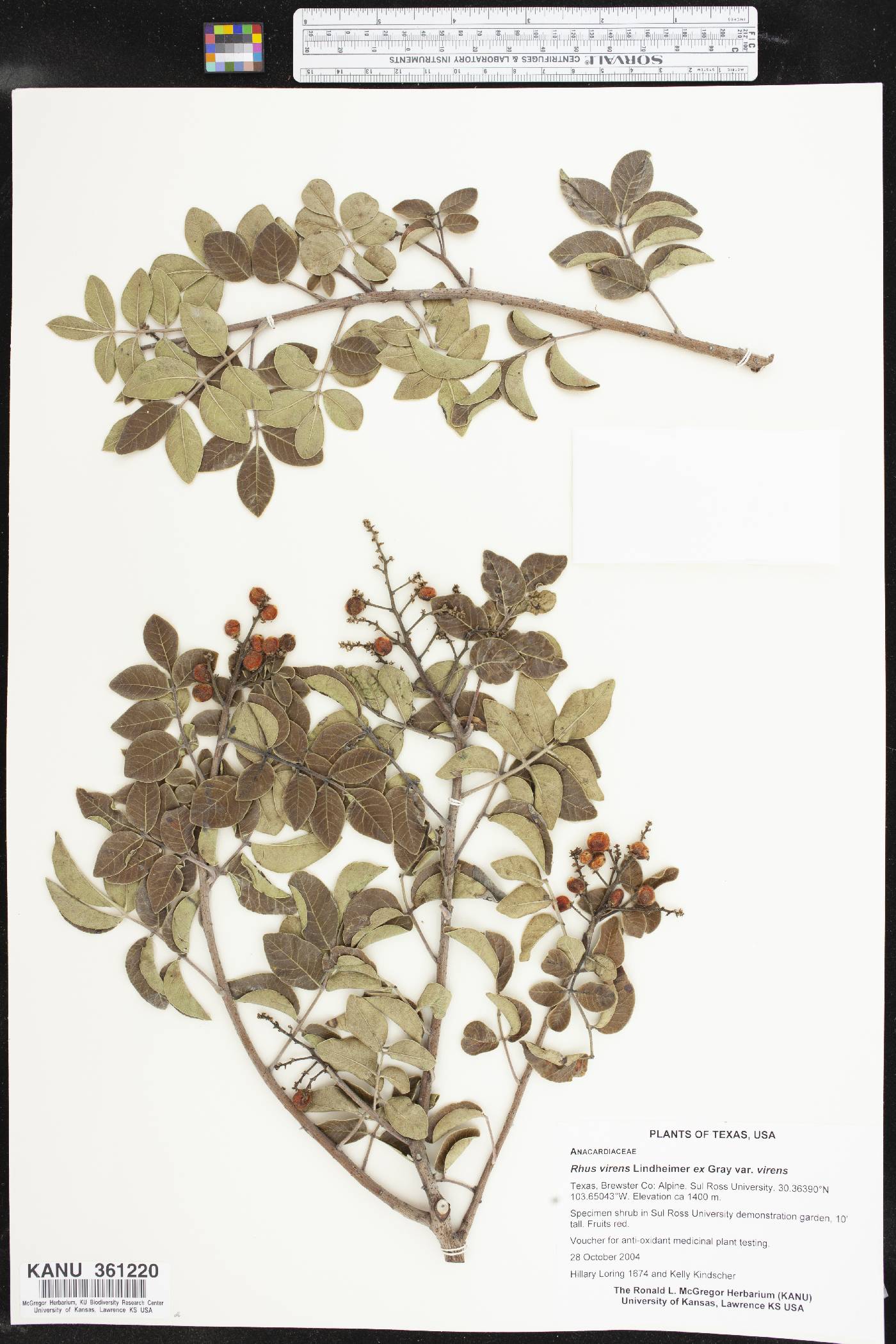 Rhus virens var. virens image